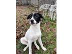 Adopt Gus a Border Collie