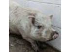 Adopt Dapper a Pig