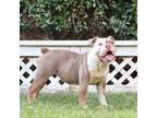 Olde English Bulldogge Puppy for sale in La Mirada, CA, USA