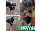 Adopt Whim a Mixed Breed