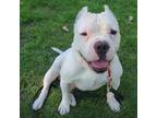 Adopt Hunk a American Staffordshire Terrier