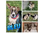 Adopt Bleu a Pit Bull Terrier, Husky