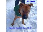 Adopt STEWIE a Patterdale Terrier / Fell Terrier