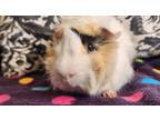 Adopt Timberland a Guinea Pig, Abyssinian