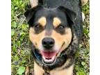 Adopt Lewis-Adoption Fee Grant Eligible! a Cattle Dog, Rottweiler