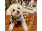 Adopt Tequila a Poodle