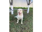 Adopt Guero a Labrador Retriever