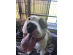 Adopt Snickerdoodle (aka Ozzy) #48766 a Pit Bull Terrier