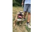 Adopt Draco a Pit Bull Terrier