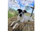 Adopt Granite a Australian Cattle Dog / Blue Heeler