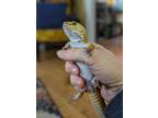 Adopt Sumo a Gecko