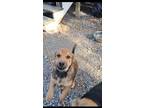 Adopt Giblet a Australian Cattle Dog / Blue Heeler