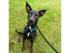 Adopt Luffy's Shadow a German Shepherd Dog, Doberman Pinscher