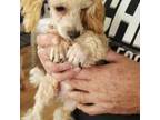 Poodle (Toy) Puppy for sale in Neosho, MO, USA
