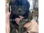 Bullmastiff Puppy for sale in Elverson, PA, USA