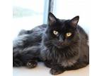 Adopt Toothless a Domestic Long Hair