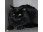 Adopt Toothless a Domestic Long Hair
