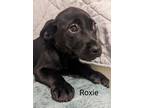 Adopt Roxie a Pit Bull Terrier, Mixed Breed