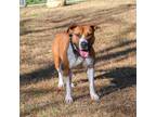 Adopt Mackenzie a Mixed Breed