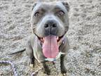 Adopt STARLA a Pit Bull Terrier