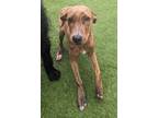 Adopt Harmonica a Plott Hound, Labrador Retriever