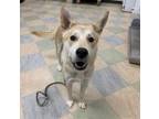 Adopt BETTY a German Shepherd Dog, Mixed Breed