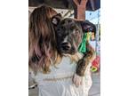 Adopt Aphrodite a Shepherd, Pit Bull Terrier