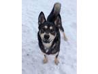 Adopt Sassy a German Shepherd Dog, Husky