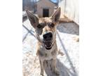 Adopt Lina a German Shepherd Dog