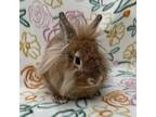 Adopt Serena a Lionhead