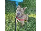 Adopt Ruby a Mixed Breed