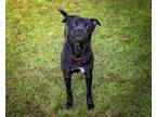 Adopt CHANEL a Labrador Retriever, Mixed Breed