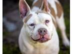 Adopt CARINA a Pit Bull Terrier, Mixed Breed