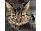 Adopt Sienna a Domestic Short Hair