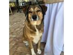 Adopt Dakota a Beagle, Australian Shepherd