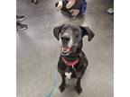 Adopt Yana a Labrador Retriever, Great Dane