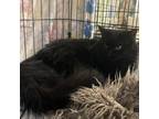 Adopt Skylar a Domestic Long Hair