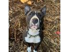 Adopt Wednesday a American Staffordshire Terrier