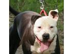 Adopt Candy a Pit Bull Terrier