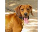 Adopt Daisy Mae a Redbone Coonhound