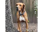Adopt Daisy Mae a Redbone Coonhound
