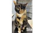 Adopt Sia a Domestic Short Hair