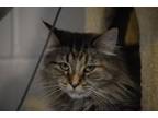 Adopt Katatko a Domestic Short Hair