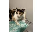 Adopt Calypso a Domestic Short Hair