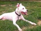 Adopt Maisy a Pit Bull Terrier