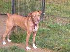 Adopt Dolly a Mountain Cur