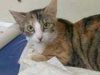 Adopt Sibyl a Domestic Short Hair