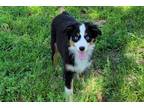 Miniature Australian Shepherd Puppy for sale in Oklahoma City, OK, USA