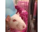 Adopt Minthara a Rat