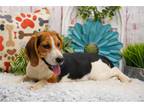 Beagle Puppy for sale in Springfield, MO, USA